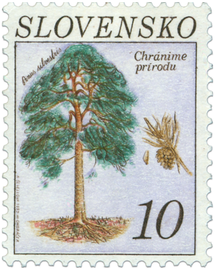 Pine (Pinus silvestris)