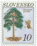 Borovica sosna (Pinus silvestris)