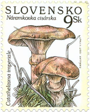 Mushrooms - Catathelasma imperiale