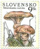 Mushrooms - Catathelasma imperiale