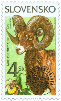 Nature Conservation - Mouflon (Ovis musimon)