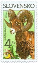 Nature Conservation - Mouflon (Ovis musimon)