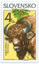 Nature Conservation - European Bison (Bison bonasus)