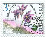 Rok ochrany európskej prírody - Poniklec slovenský (Pulsatilla slavica)