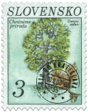 Dub letný (Quercus robur)