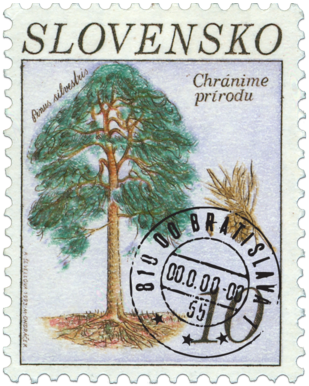 Borovica sosna (Pinus silvestris)