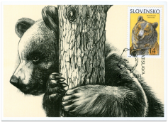 Ochrana prírody - Medveď hnedý