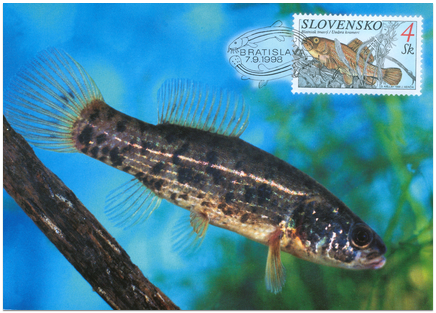 Nature Conversation - Fishes - European mudminnow