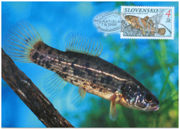 Nature Conversation - Fishes - European mudminnow