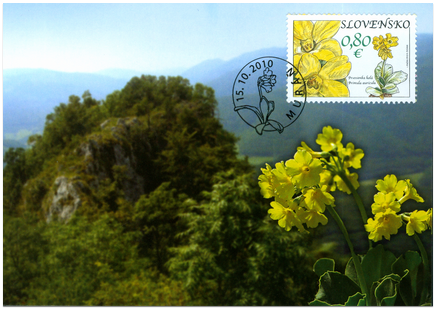 Nature Protection: Muránska Plain - Primerose (Primula Auricula)