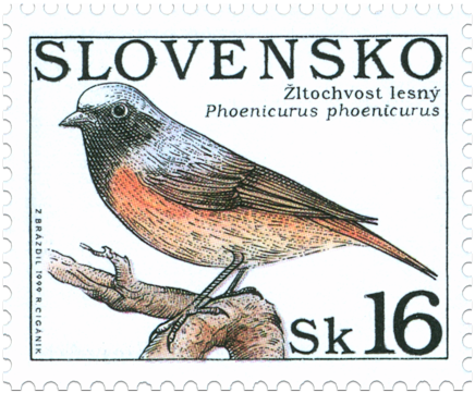 Ochrana prírody - Spevavé vtáctvo - Žltochvost lesný