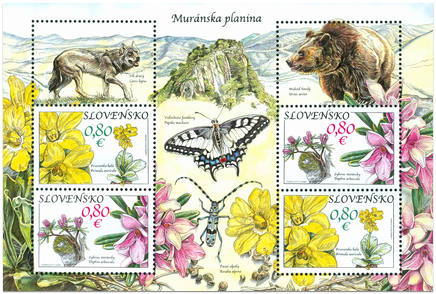 Nature Protection: Muránska Plain - Primerose (Primula Auricula)