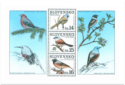 Nature Conservation - Singing birds - Phoenicurus phoenicurus