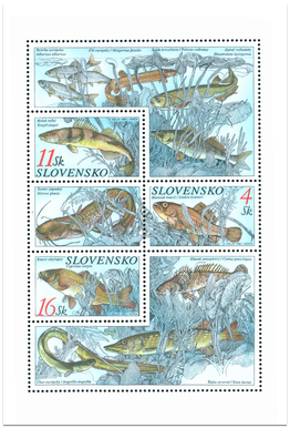 Nature Conservation - Fishes - Zingel