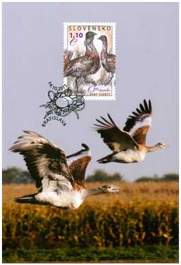 Nature Conservation: Great Bustard 
