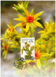 Nature Protection: Low Tatras National Park - Saxifraga mutata