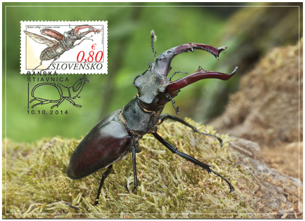 Nature Protection: Sitno National Nature Reserve –  Lucanus Cervus