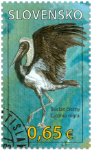 Ochrana prírody: Chránená krajinná oblasť Poľana – Bocian čierny (Ciconia nigra)