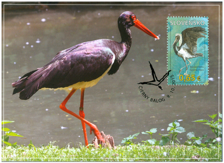 Nature Protection: Protected Landscape Area Poľana – Black Stork