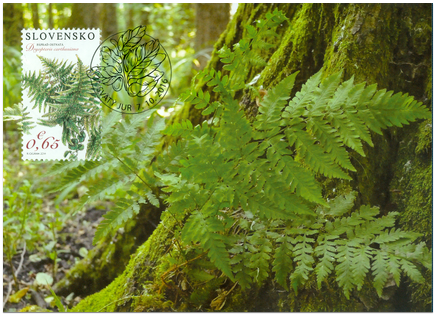 Nature Protection: National Nature Reserve Šúr near Svätý Jur – Dryopteris Carthusiana