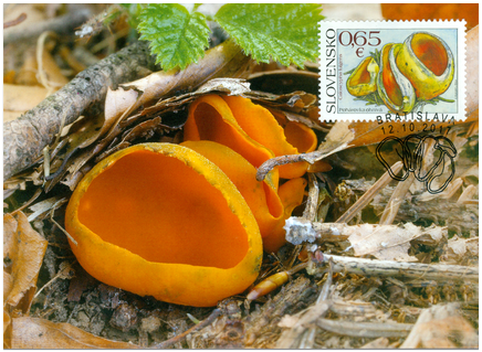 Ochrana prírody: pohárovka ohnivá (Caloscypha fulgens) 