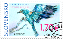EUROPA 2019: Vzácne vtáky - krakľa belasá