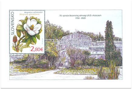 Ochrana prírody: Botanická záhrada UPJŠ v Košiciach – magnólia veľkokvetá 