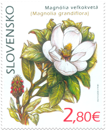 Nature Protection: the Botanical Garden in Košice – Magnolia Grandiflora 