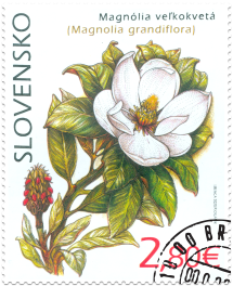 Nature Protection: the Botanical Garden in Košice – Magnolia Grandiflora 