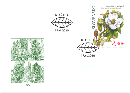 Nature Protection: the Botanical Garden in Košice – Magnolia Grandiflora 