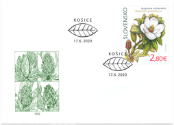 Nature Protection: the Botanical Garden in Košice – Magnolia Grandiflora 