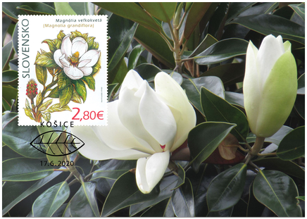 Nature Protection: the Botanical Garden in Košice – Magnolia Grandiflora 