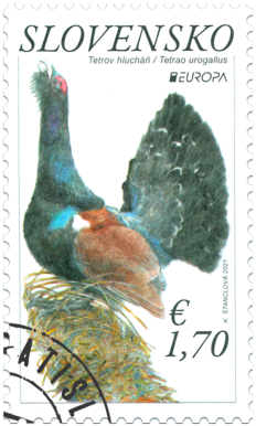 EUROPA 2021: The Western Capercaillie