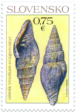 Nature Protection: Important Fossils from Slovakia – Gastropod  Vexillum svagrovskyi