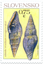 Ochrana prírody: Významné slovenské fosílie - ulitník  Vexillum svagrovskyi