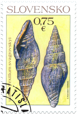 Ochrana prírody: Významné slovenské fosílie - ulitník Vexillum svagrovskyi