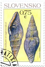 Nature Protection: Important Fossils from Slovakia – Gastropod Vexillum svagrovskyi