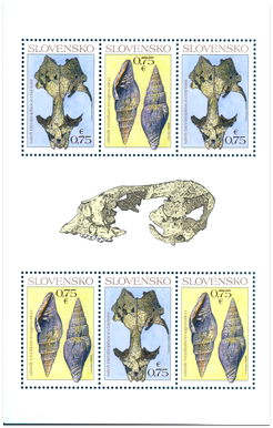 Nature Protection: Important Fossils from Slovakia – Seal Devinophoca claytoni