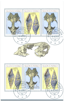 Ochrana prírody: Významné slovenské fosílie - tuleň Devinophoca claytoni