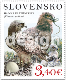 Nature Protection: The Vihorlat Mountains – The Short-Toed Eagle (Circaetus gallicus)
