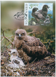 Nature Protection: The Vihorlat Mountains – The Short-Toed Eagle (Circaetus gallicus)