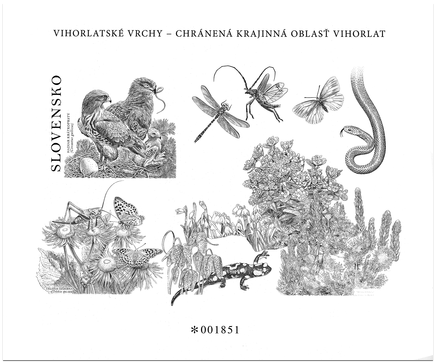 Nature Protection: The Vihorlat Mountains – The Short-Toed Eagle (Circaetus gallicus) 