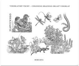 Ochrana prírody: Vihorlatské vrchy – Hadiar krátkoprstý (Circaetus gallicus)